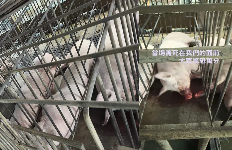 養豬協會理事長林志達、嘉縣府畜保科人員前往勘查，現場目睹豬隻遭電死，才發現又漏電。林志達提供