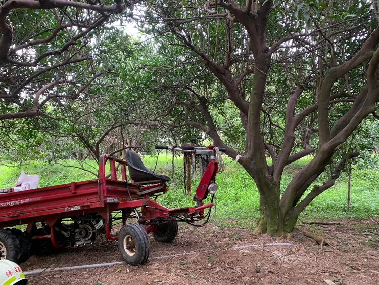 林姓老農駕駛搬運車整理果園時發生意外。民眾提供