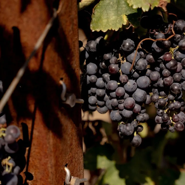 氣候變遷重塑Barolo產區釀酒哲學，從剪葉除草轉為保濕遮陽的生態管理新模式。業者提供