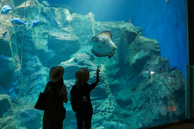 男鹿水族館GAO是秋田縣內唯一的大型水族館。田欣雲攝影