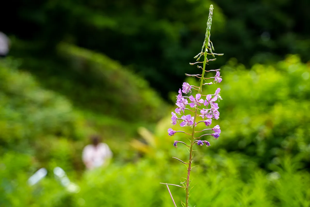 能看到海拔千米以上、亞高山帶才能生長的植物。圖為鈴蘭。田欣雲攝影