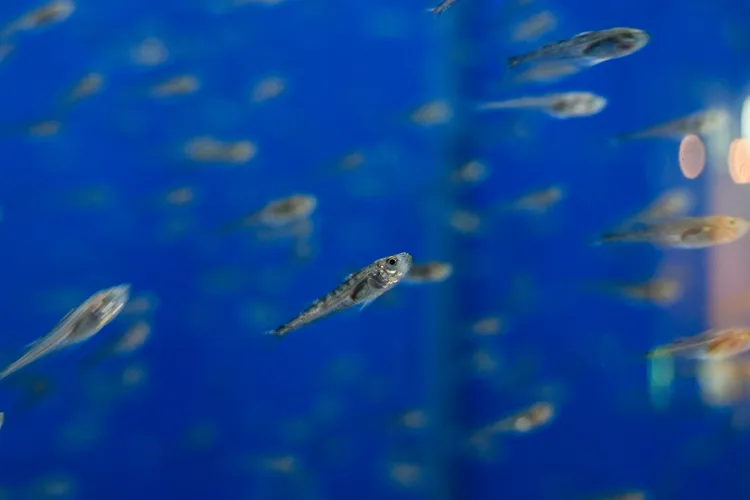 秋田縣魚「鰰魚（ハタハタ）」也稱「鱩魚」，因常在海面波濤洶湧、雷聲轟鳴時捕獲而得名。田欣雲攝影