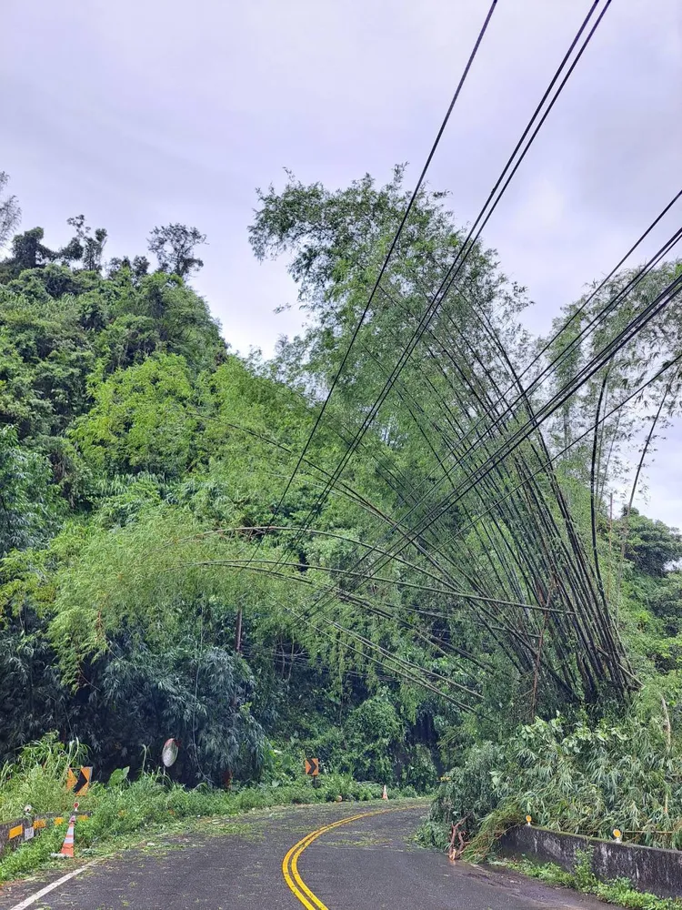 南投山區樹木、竹林倒塌。台電南投區處提供
