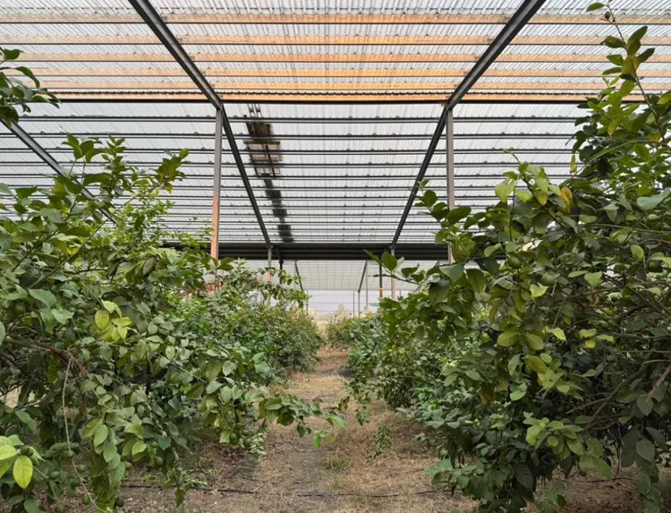 打造韌性農電，麗升能源創造農民、電廠雙贏 （攝於 7月 8 日颱風過後）。麗升能源提供