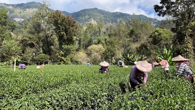 阿里山1500公尺海拔中興製茶廠生產高山烏龍茶、金萱茶和紅茶。阿里山賓館提供