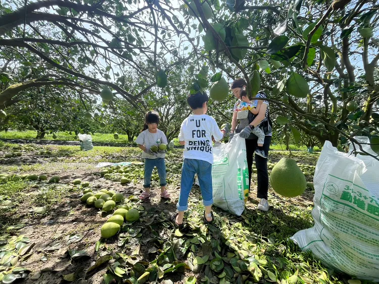 屏東縣勞青處號召民眾幫忙果農清理落果。翻攝畫面