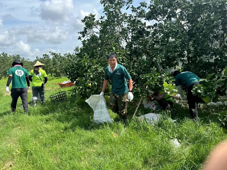 高雄市農業局號召30多位青農組成「農業突擊隊」，投入麻豆文旦清園工作。農業局提供