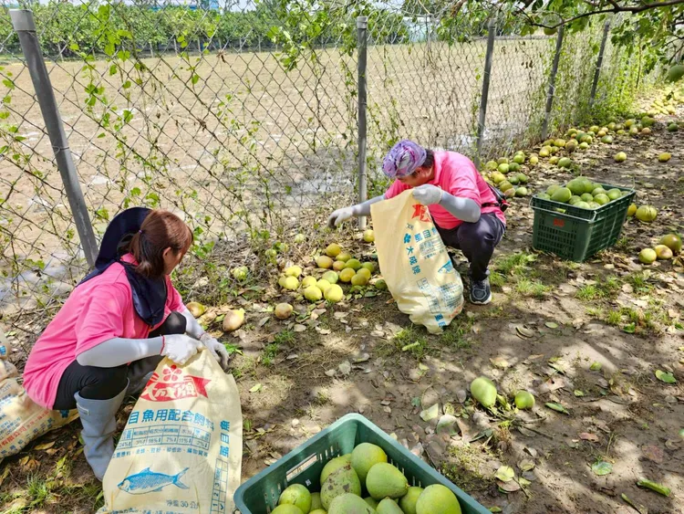 高雄市農業局號召30多位青農組成「農業突擊隊」，投入麻豆文旦清園工作。農業局提供