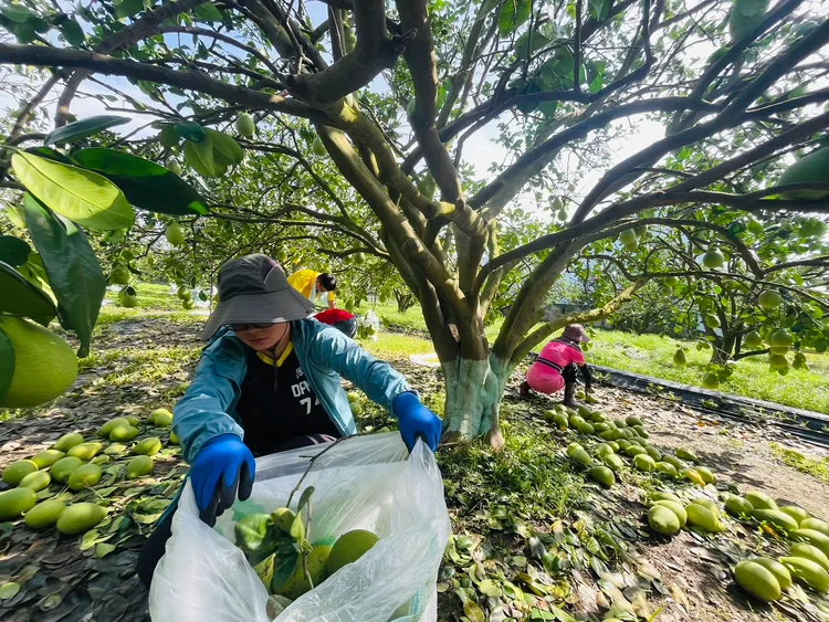 屏東縣勞青處號召民眾幫忙果農清理落果。翻攝畫面