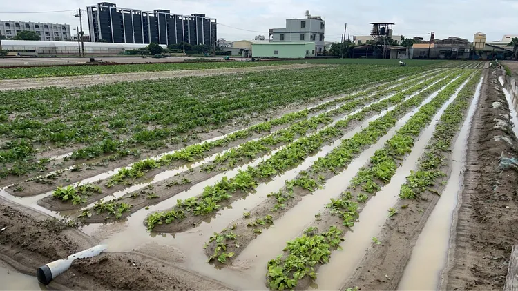 葉菜類田區受災情形。翻攝畫面