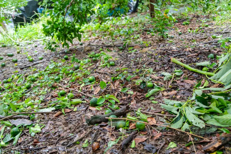 丹娜絲颱風重創嘉縣農業。嘉縣府提供