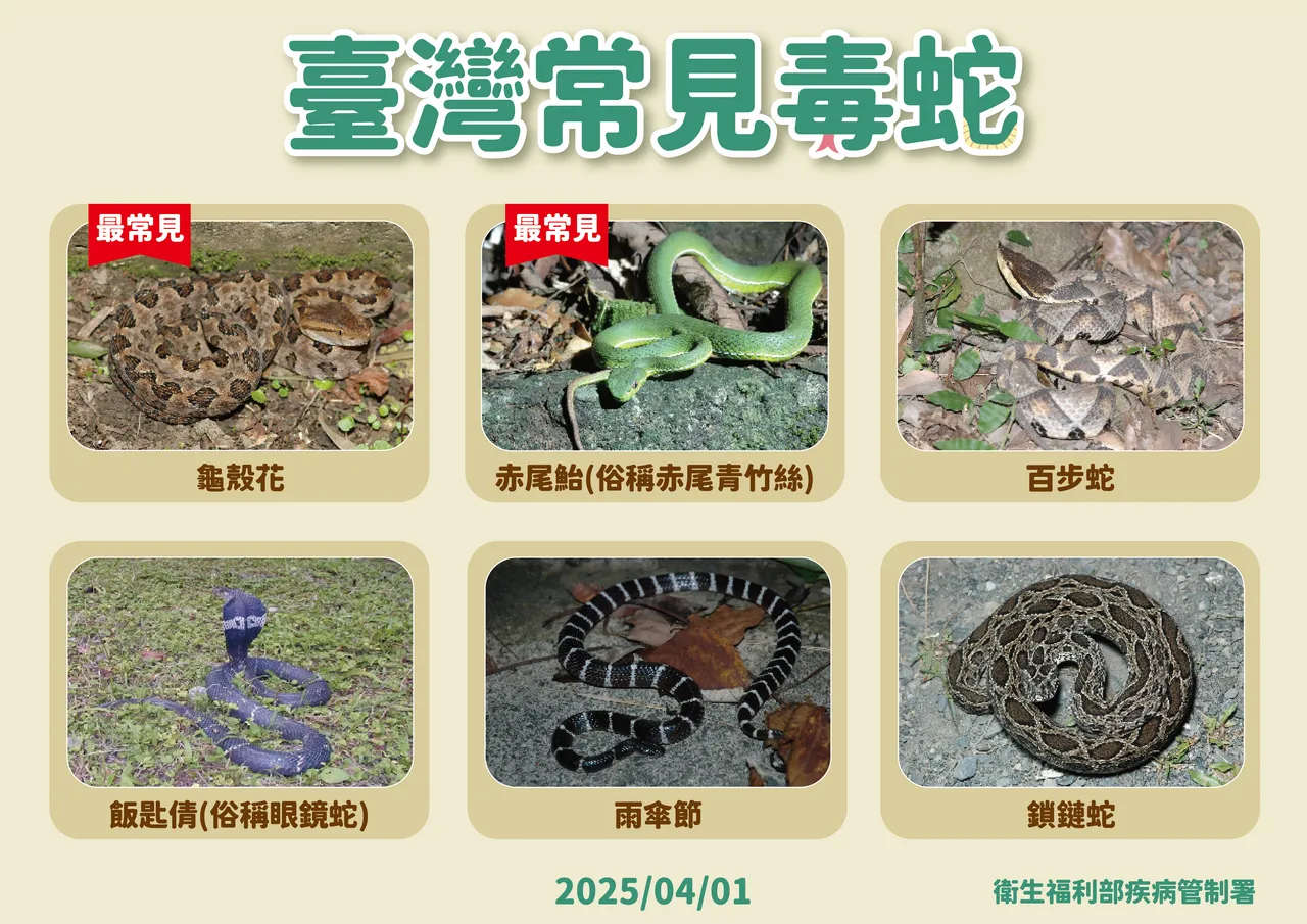 台湾常见毒蛇。疾管署提供