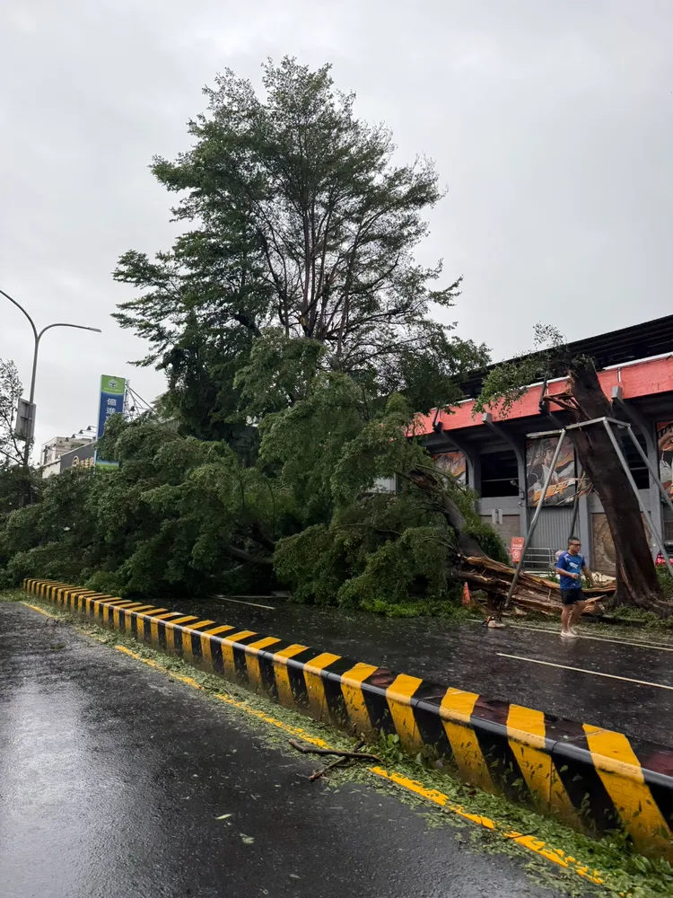 台南強風狂襲，路樹倒塌。民眾提供