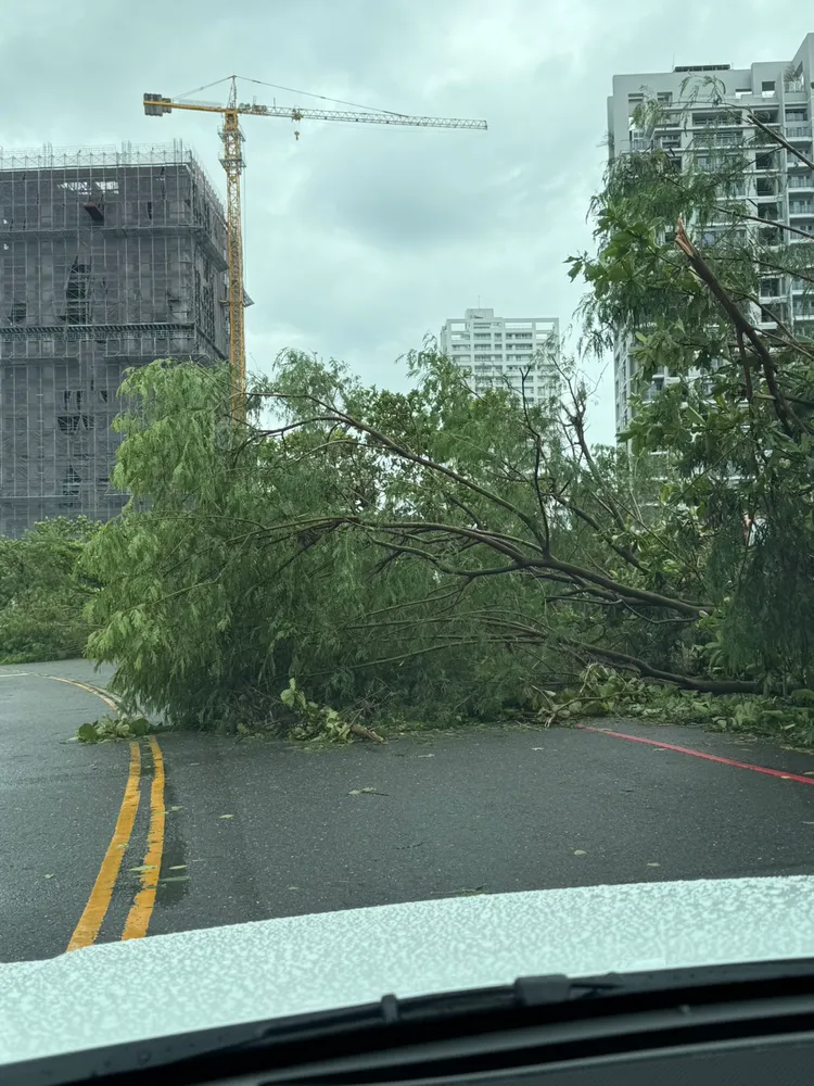 台南強風狂襲，路樹倒塌。民眾提供