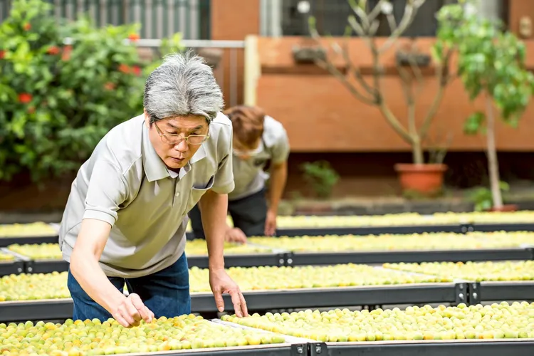 日造酒妝「茶王梅酒」嚴選來自台灣小農契作的青梅，經人工細心挑選與日曬處理，展現日造酒妝堅持品質與在地永續的釀造精神。台北凱達大飯店提供