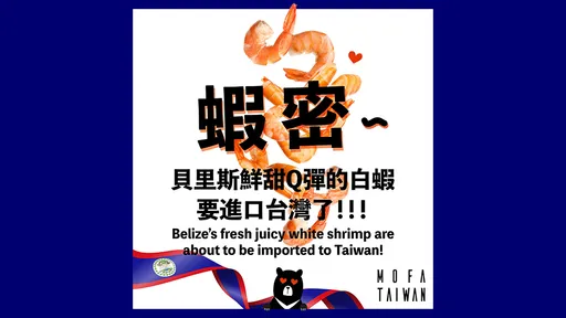 宏都拉斯哭哭! 友邦贝里斯白虾开放进口台湾
