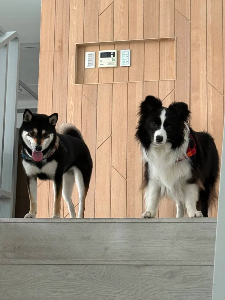 李李仁的愛犬歐膩（左）和荳荳。經紀人提供