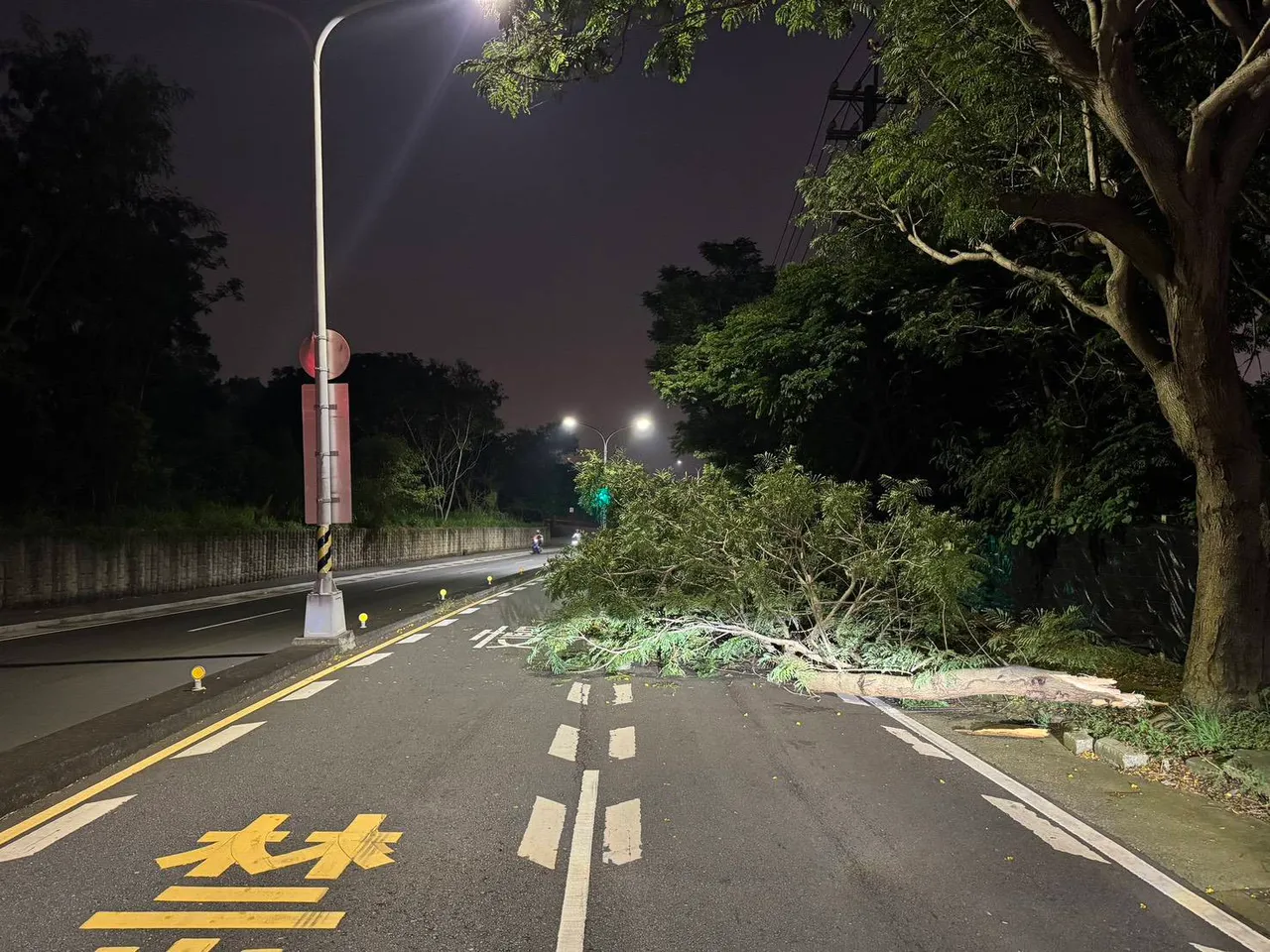 倒塌的路树横躺在马路上。民众提供