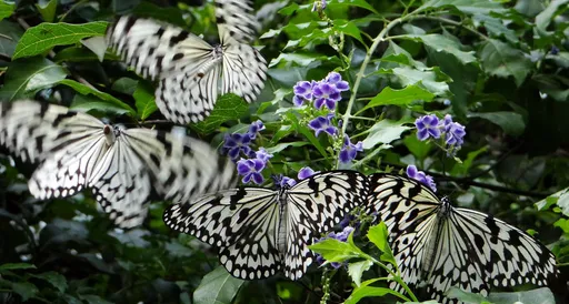 異想天開!汗水引蝶上身 天才男「這原因」到動物園偷抓蝴蝶!竊盜罪起訴