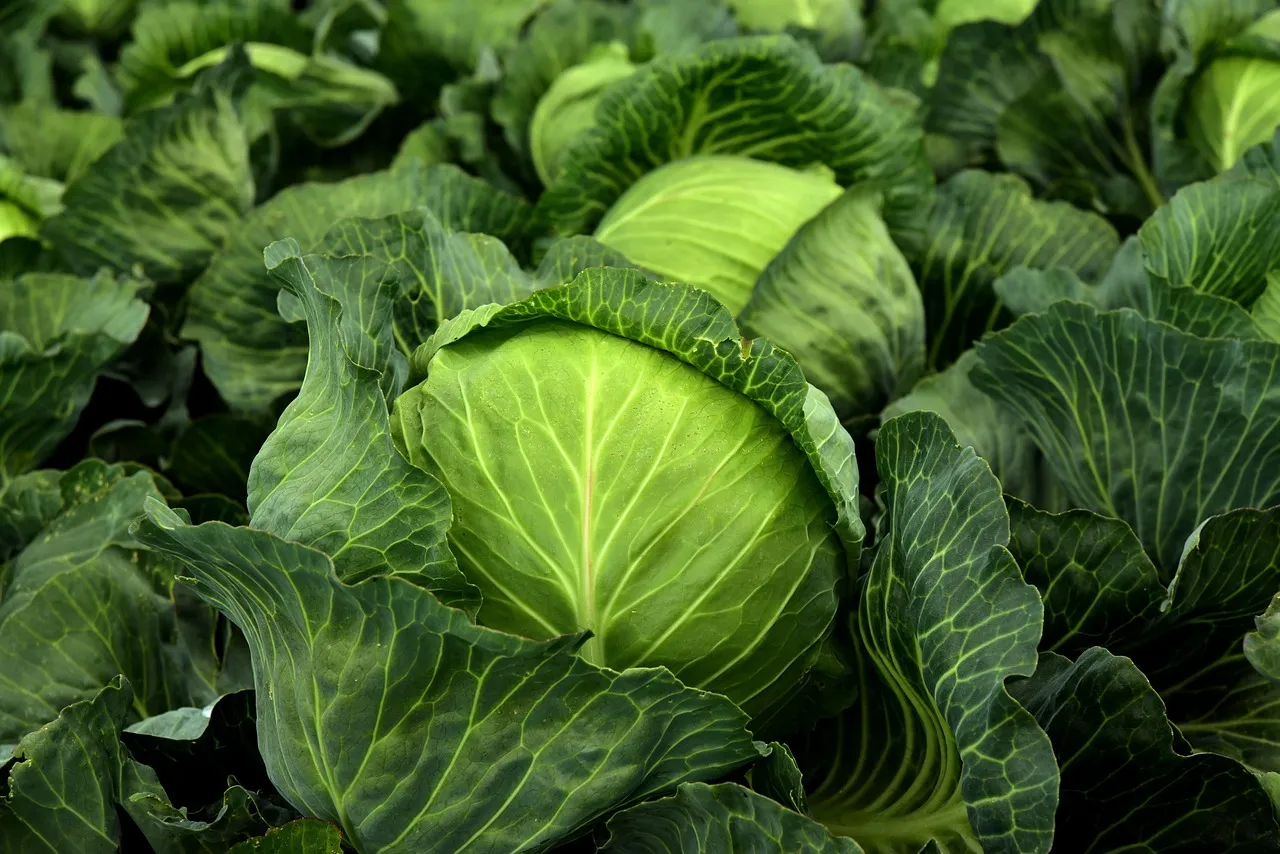 高麗菜現在要選尖頭的,才是真的高山種高麗菜。翻攝自pixabay