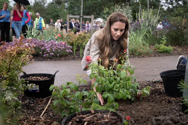 凱特栽種「凱瑟琳玫瑰」。路透社