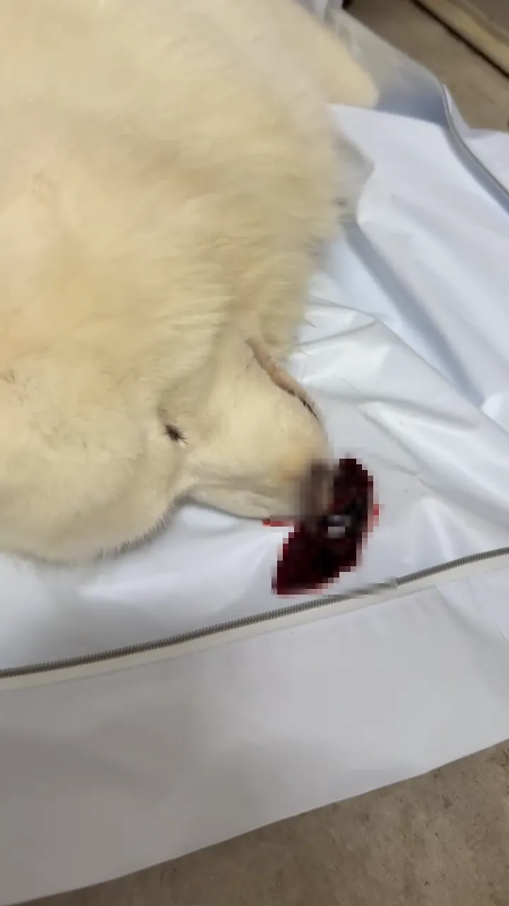 愛犬死亡時吐血，Jack只想知道真相。投訴人提供