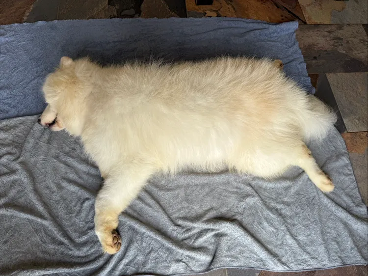 Jack趕到犬舍時，愛犬已成一具冰冷遺體。投訴人提供