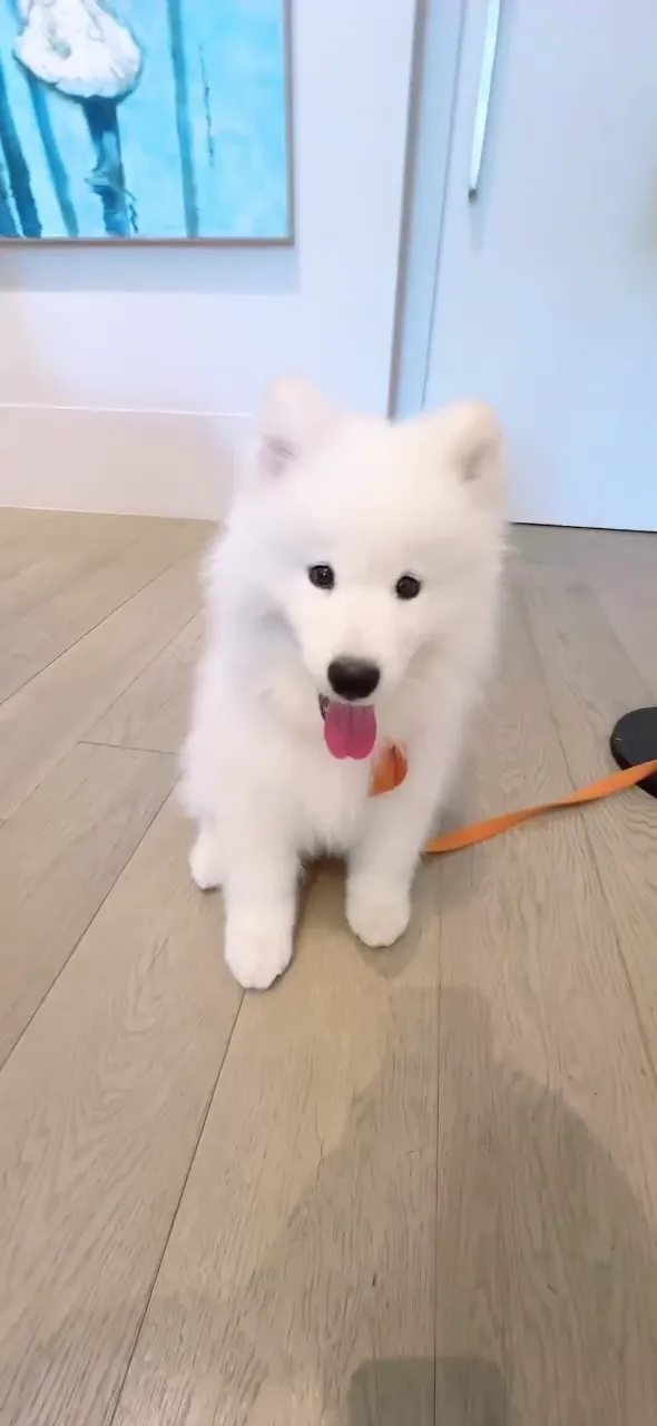 Jack愛犬剛送到訓犬學校的可愛模樣。投訴人提供