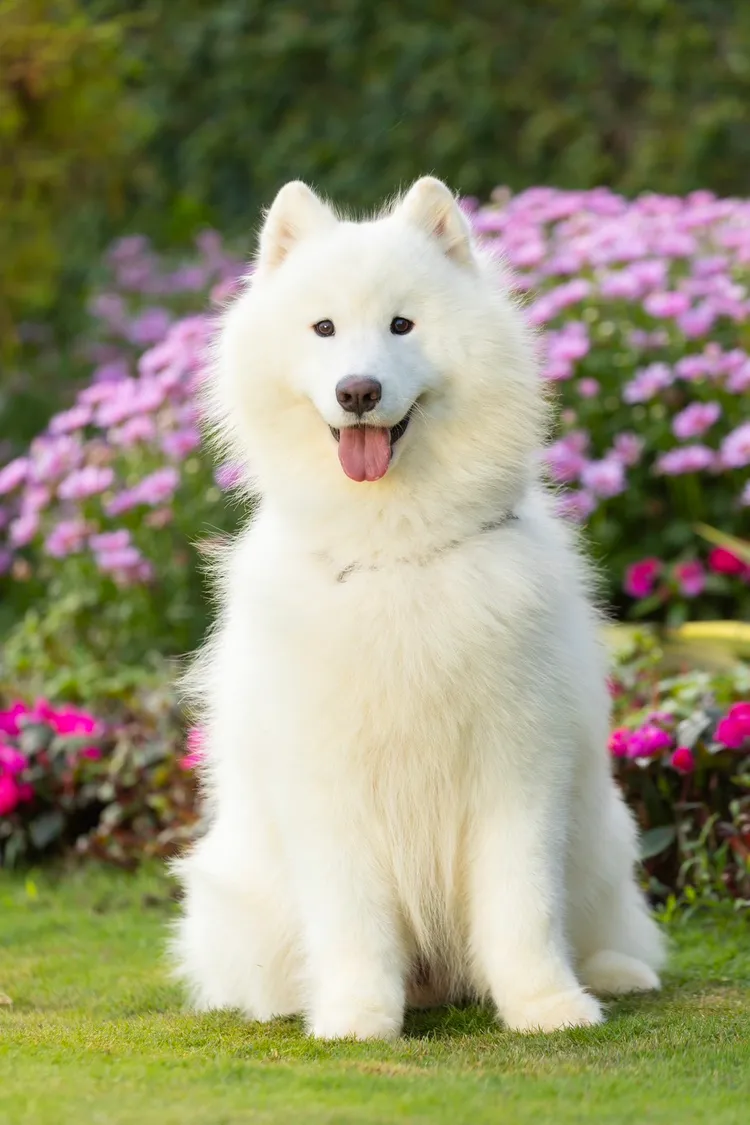 Jack愛犬原本模樣十分可愛，但仍在訓犬學校受訓時死亡。投訴人提供