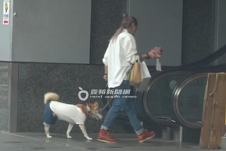 經紀人牽著Afuri返回杭州南路上的「無敵影業」繼續上班。特勤中心攝