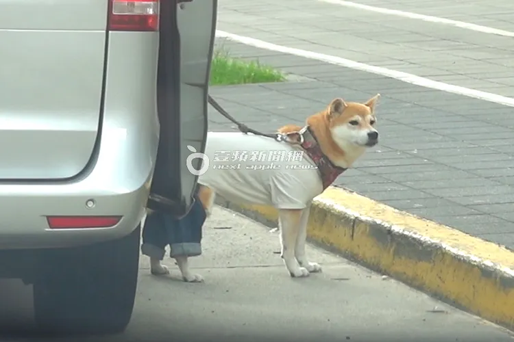 陳柏霖狗女兒Afuri下車。特勤中心攝