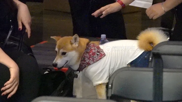 陳柏霖愛犬Afuri在記者會場串門子，大家都忍不出伸手摸牠。特勤中心攝