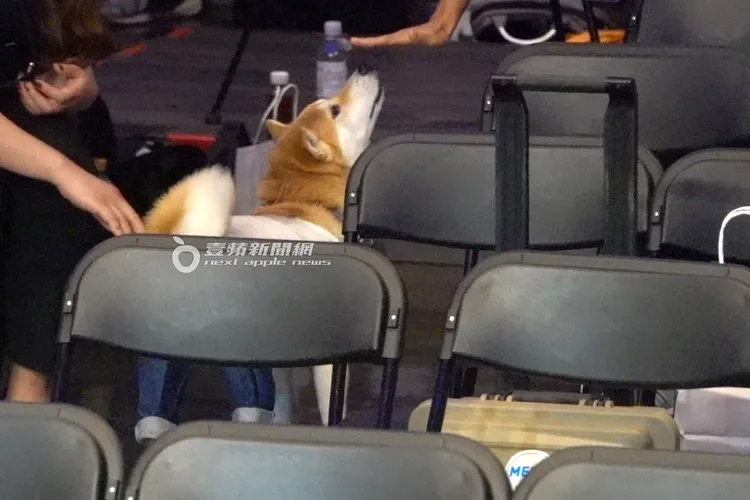 陳柏霖的6歲柴犬女兒Afuri到處走走晃晃，十分討喜。特勤中心攝