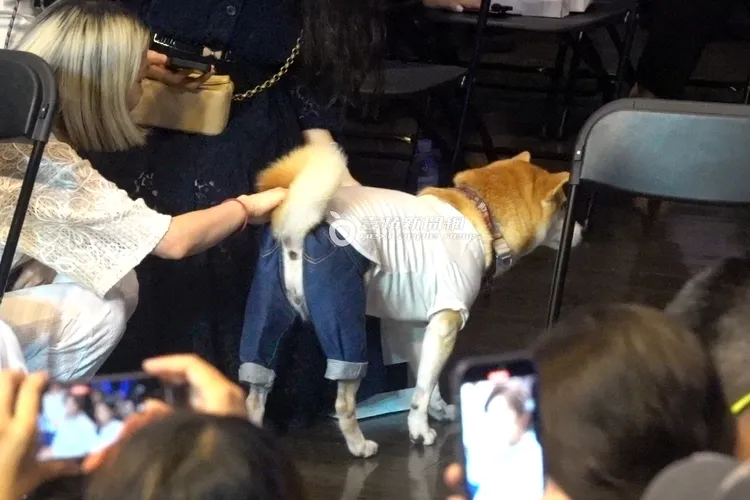 陳柏霖的柴犬女兒Afuri突然亮相，大家紛紛拿出手機拍牠。特勤中心攝