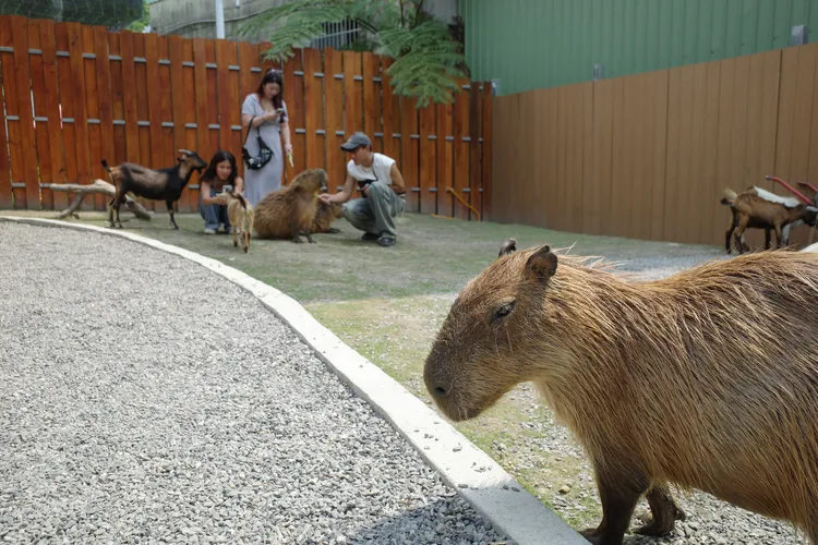 園區以不強迫餵食、不打擾動物作息的方式進行水豚等動物互動體驗。萌萌森林物語提供