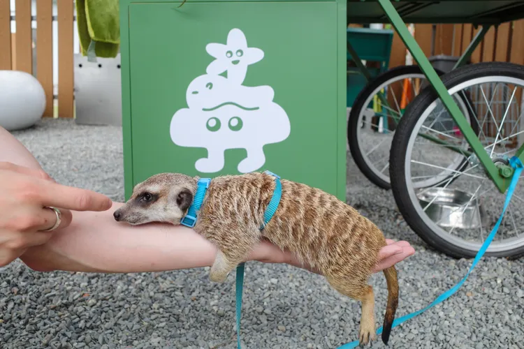 園區內可體驗讓狐獴趴在手上的療癒互動。萌萌森林物語提供