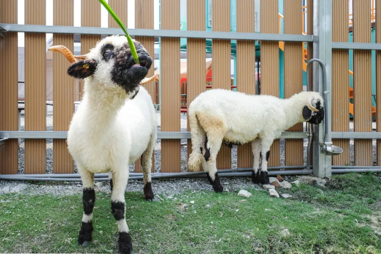 園內可與高人氣的笑笑羊、梅花鹿等動物互動。萌萌森林物語提供