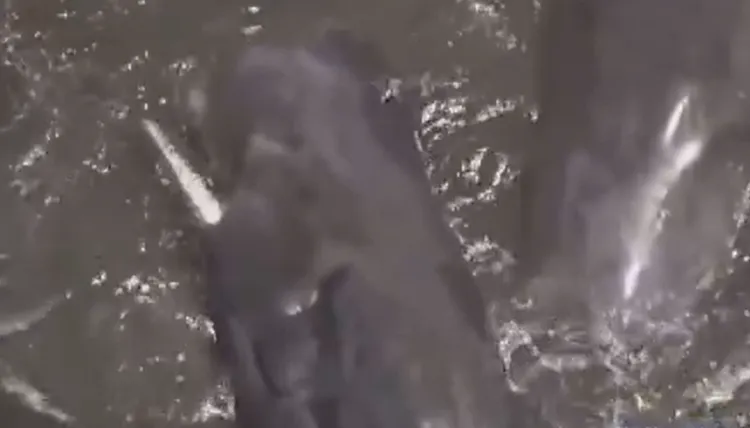 4隻大型抹香鯨擱淺在沙灘，性命垂危。翻攝X@NA-NANA0501