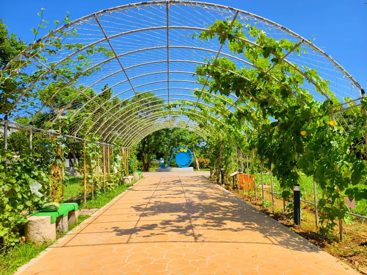 新庄自行車公園可食地景區由里長用心照顧，民眾當天可在規劃區域內與西瓜合影。公所提供