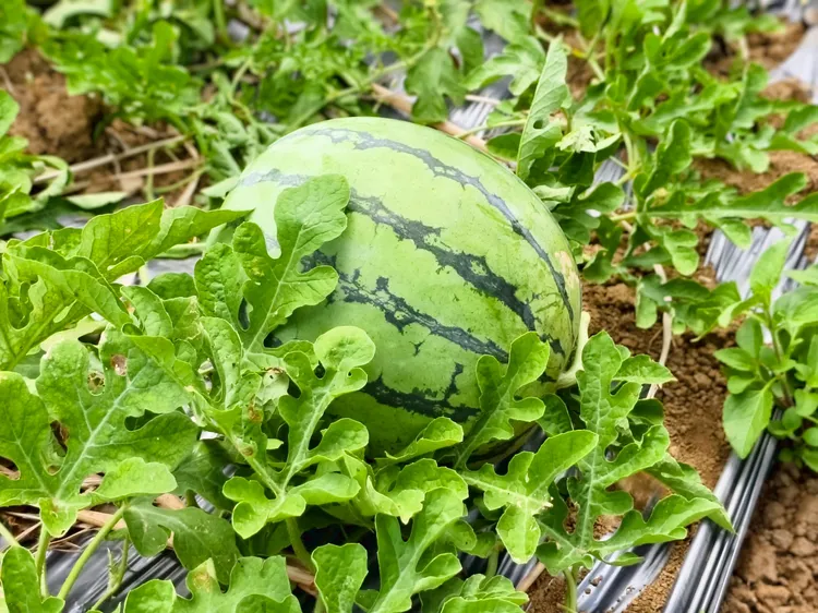 三芝西瓜種植在陽明山清澈水源灌溉與海風吹拂下，口感爽脆，清甜而不膩。公所提供