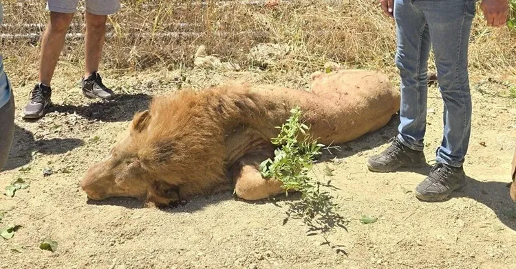 脫逃的獅子最終沒有獲得自由。ntv