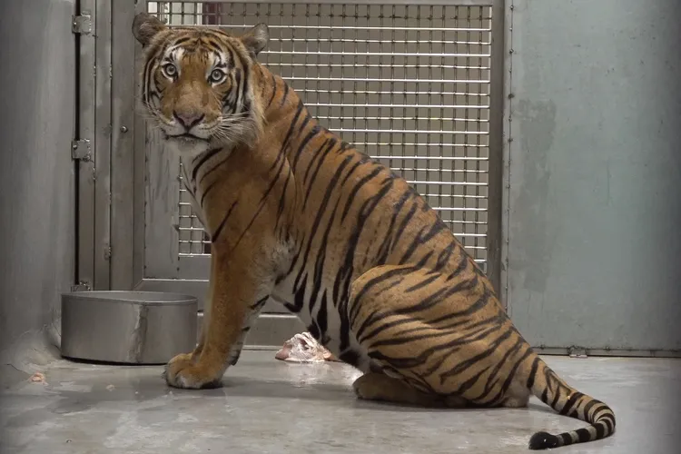 馬來虎「Arhaa」。台北動物園提供