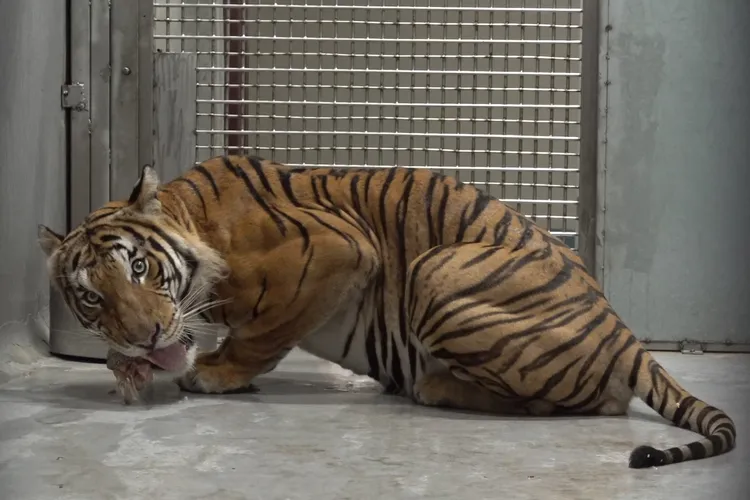 馬來虎「Arhaa」。台北動物園提供