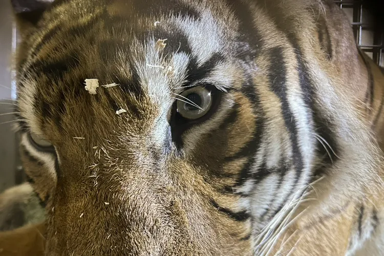 來自新加坡動物園的馬來虎Arhaa性格穩定。台北動物園提供