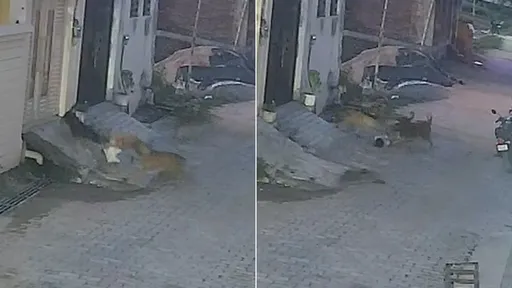 影片|浪犬群撕咬圍攻5歲童20秒 險被拖走靠她救命