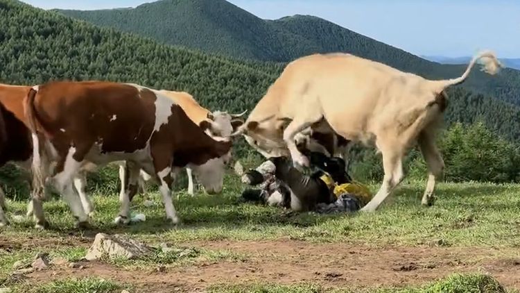 遊客遭牛群圍攻竟因「餵牛吃牛肉乾」　網笑看踐踏直斥活該