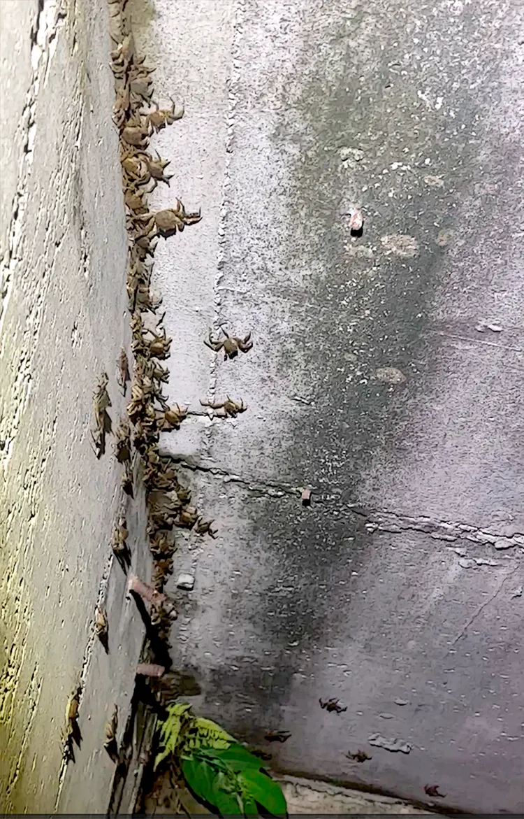 密密麻麻的毛蟹排山倒海般逆流而上，數量之龐大令人瞠目結舌，猶如「萬蟹奔騰」。水利局提供