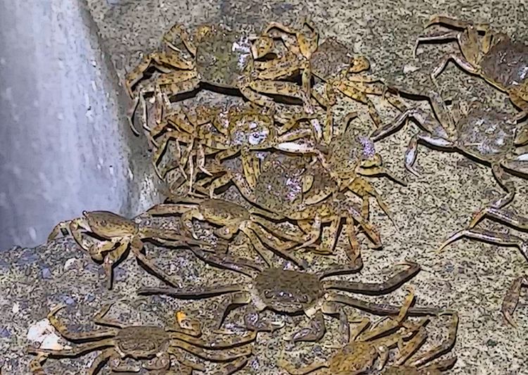 密集恐懼症勿入！「蟹」軍瘋狂來襲　碧潭堰直擊「密密麻麻」畫面鋪