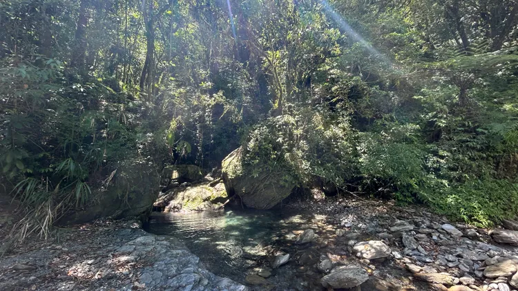 野放地為中海拔原始林。│林保署花蓮分署提供