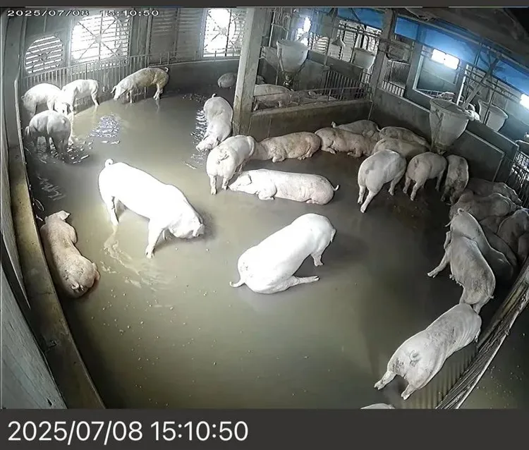 彰化二林一家養豬場因淹水造成電力設備受損，4000多頭豬疑被電死。彰化縣府提供